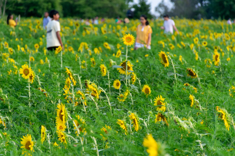 North Carolina Sunflowers at Dorothea Dix Park Kunal Sajnani Photography