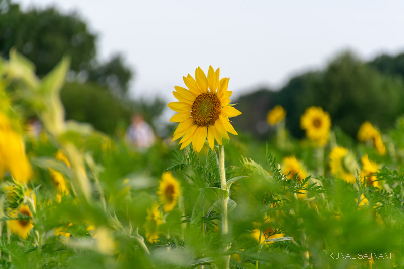 North Carolina Sunflowers at Dorothea Dix Park Kunal Sajnani Photography
