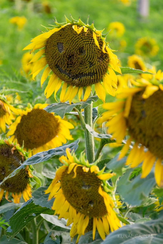 North Carolina Sunflowers at Dorothea Dix Park Kunal Sajnani Photography