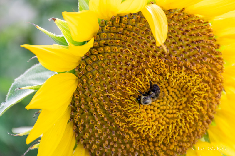 North Carolina Sunflowers at Dorothea Dix Park Kunal Sajnani Photography