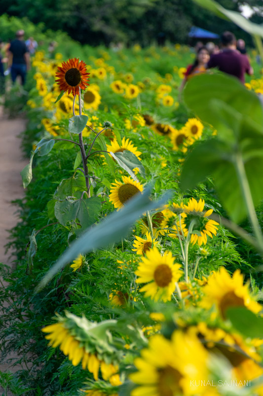 North Carolina Sunflowers at Dorothea Dix Park Kunal Sajnani Photography