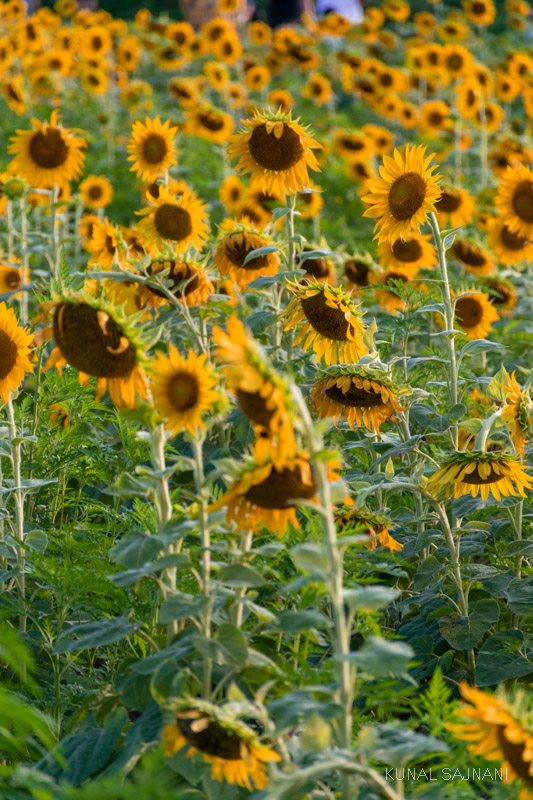 North Carolina Sunflowers at Dorothea Dix Park Kunal Sajnani Photography